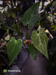 Anthurium #BlackBasilisk