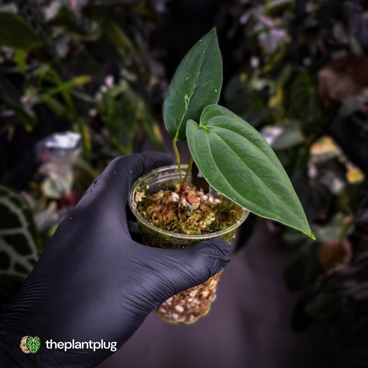Anthurium papillilaminum 'RA6' x antolakii ('Round' x 'RA1') • flat sinus mutation