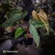 Anthurium ('Midnight Velvet' x pap 'LB') x #TwinPhoenix 'Narrow'