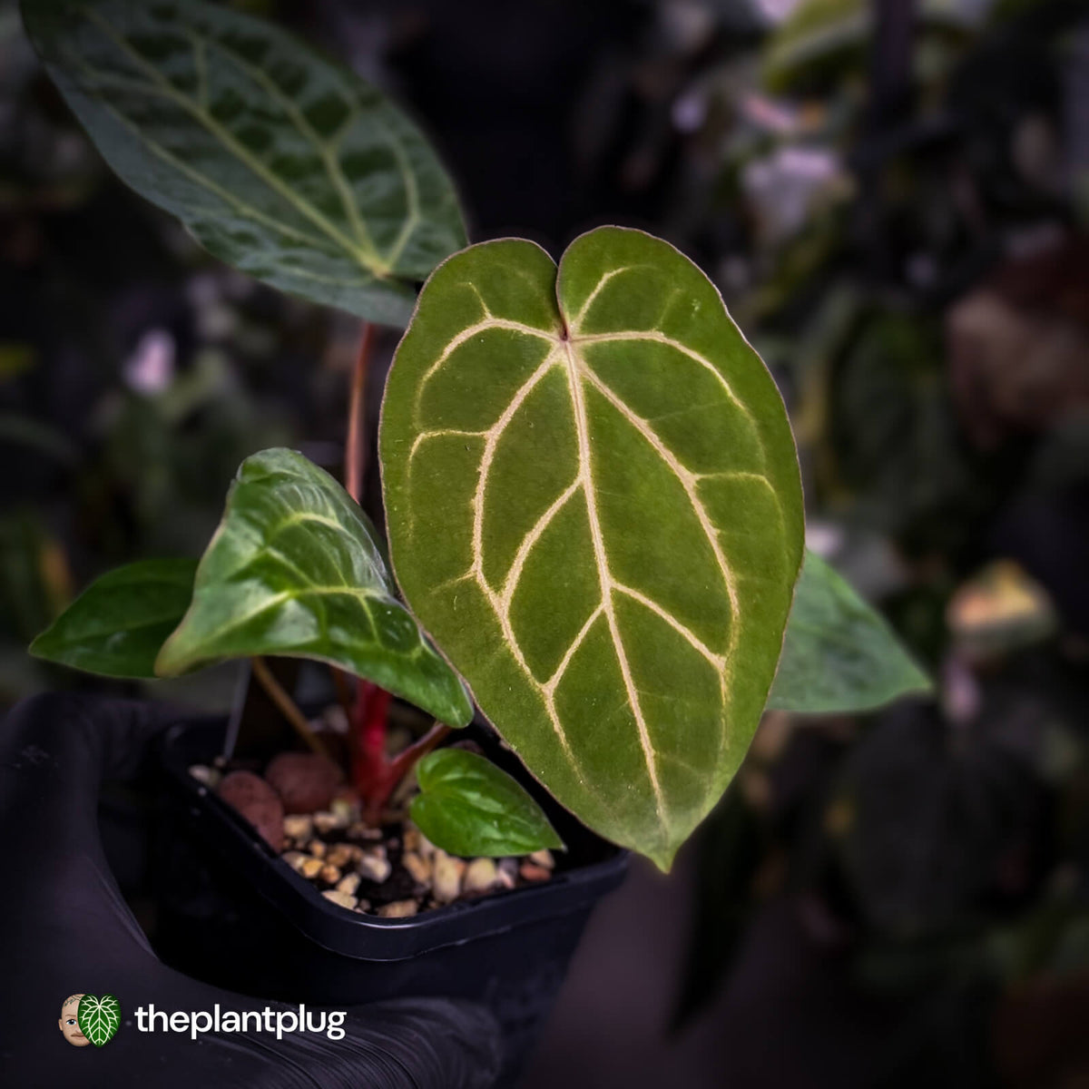 Anthurium carlablackiae x 'Wuhoo's First Night'