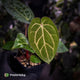 Anthurium carlablackiae x 'Wuhoo's First Night'