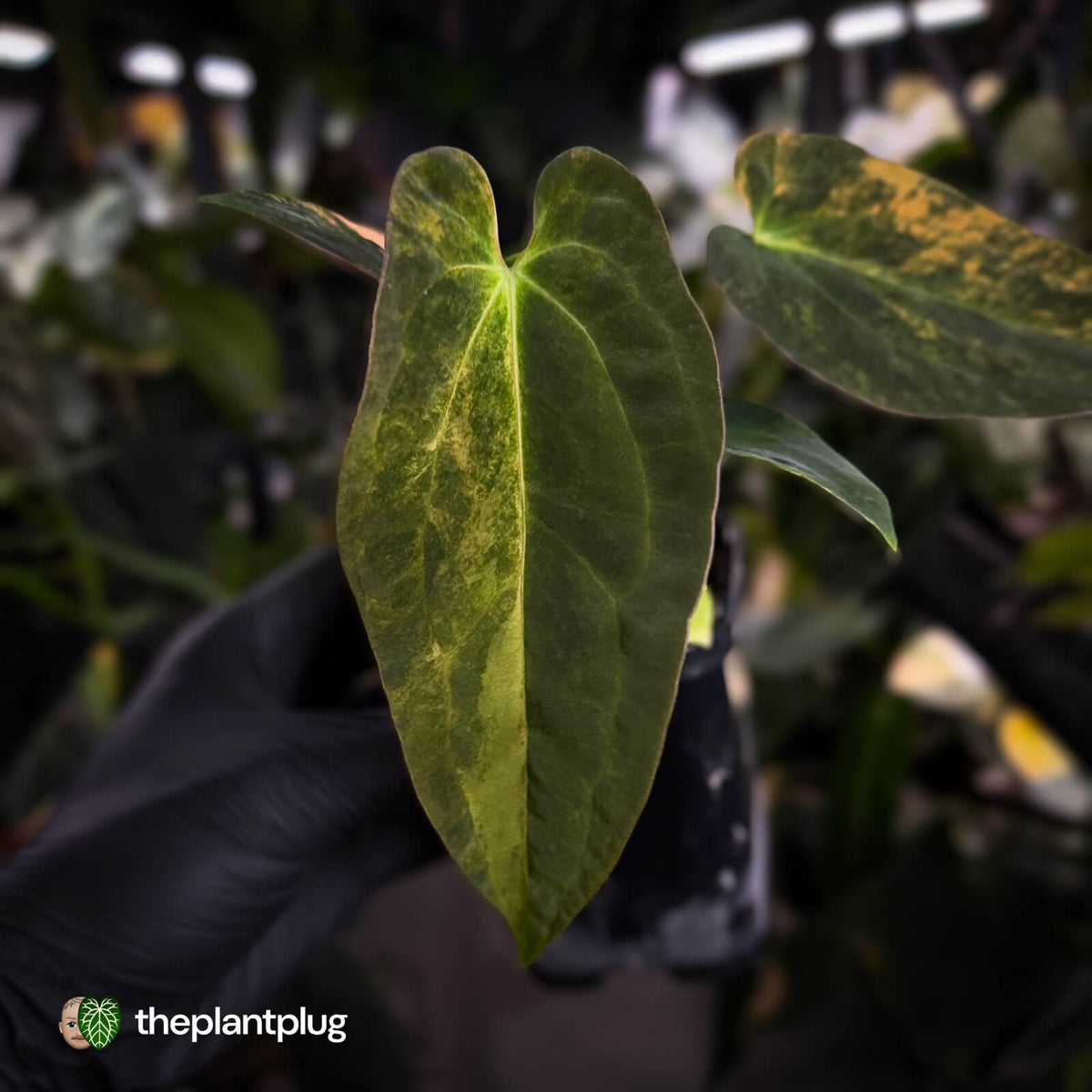 Anthurium (forgetii x pap) x (pap x besseae aff) • orange variegated