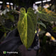 Anthurium (forgetii x pap) x (pap x besseae aff) • orange variegated