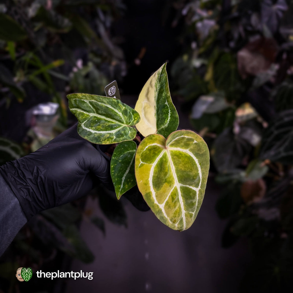 Anthurium (crystallinum x regale) x ('Michelle' f2) • variegated + pink veins