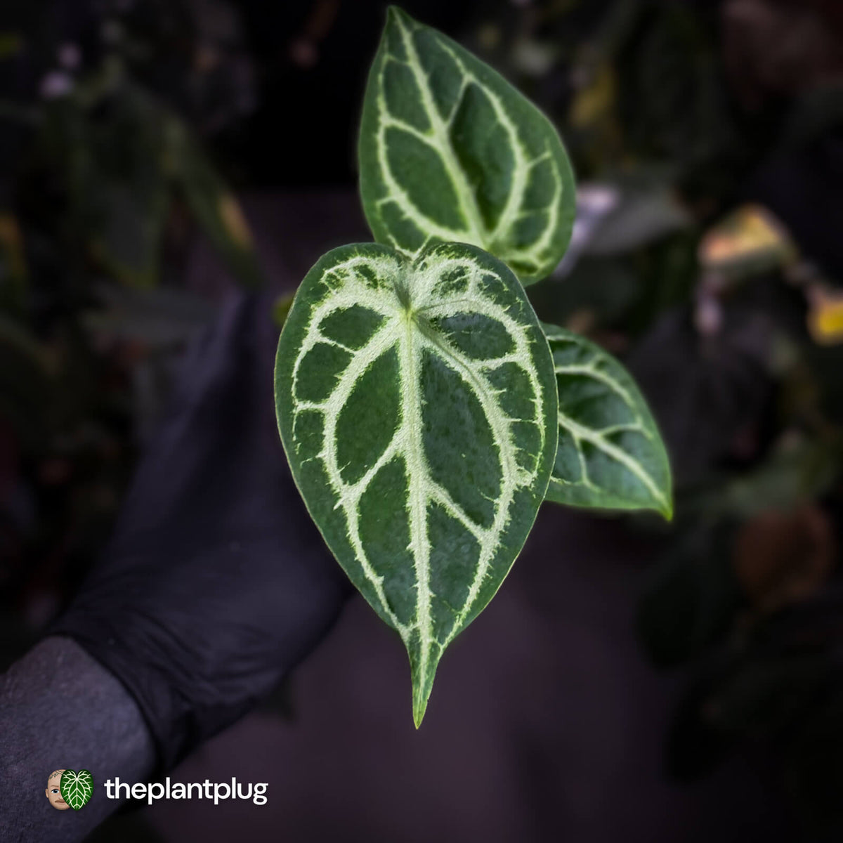 Anthurium 'Silver Sad' x 'Diamond Forgetii'