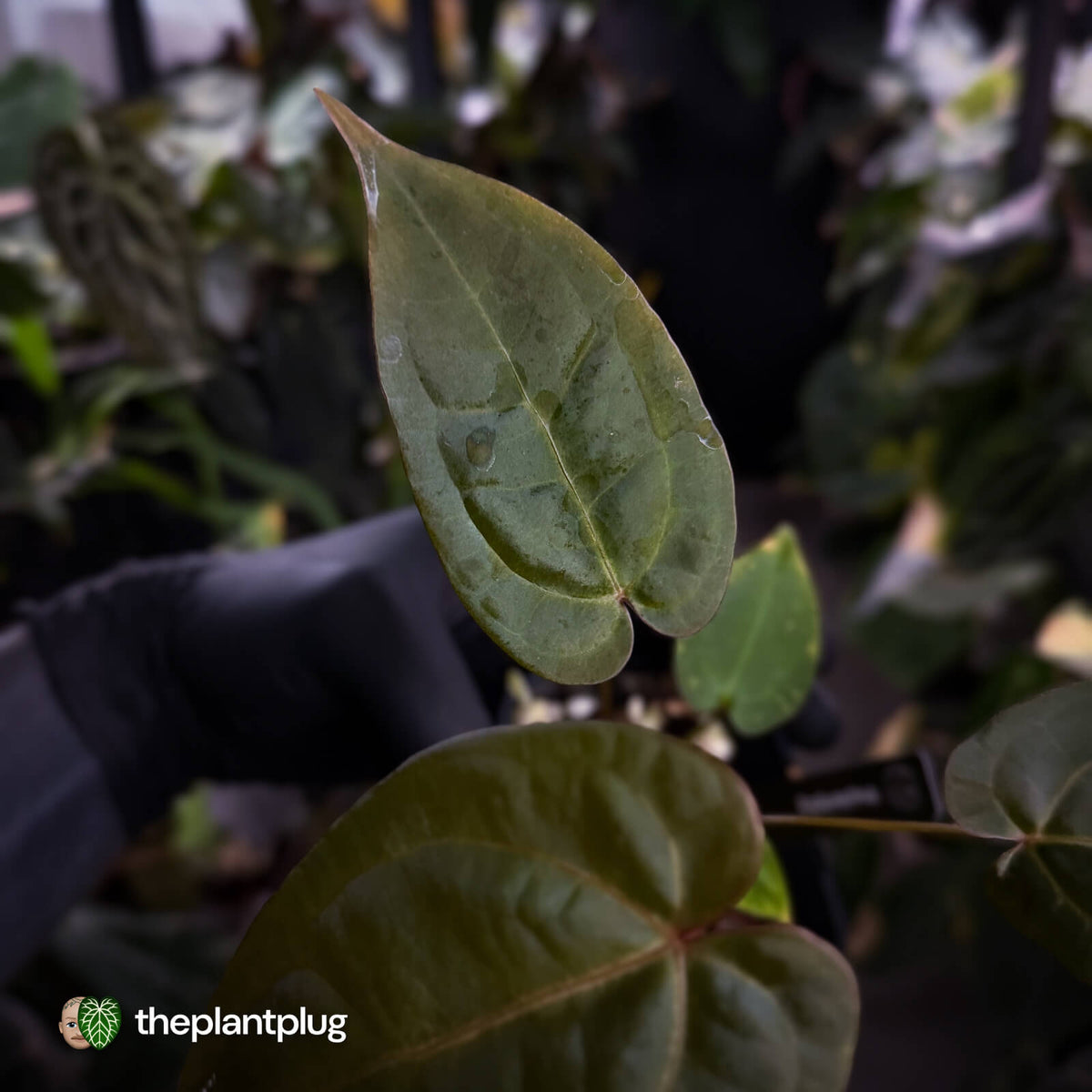 Anthurium 'RDP' x ('Dark & Handsome' x 'Red Velvet Cake')