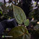 Anthurium 'RDP' x ('Dark & Handsome' x 'Red Velvet Cake')
