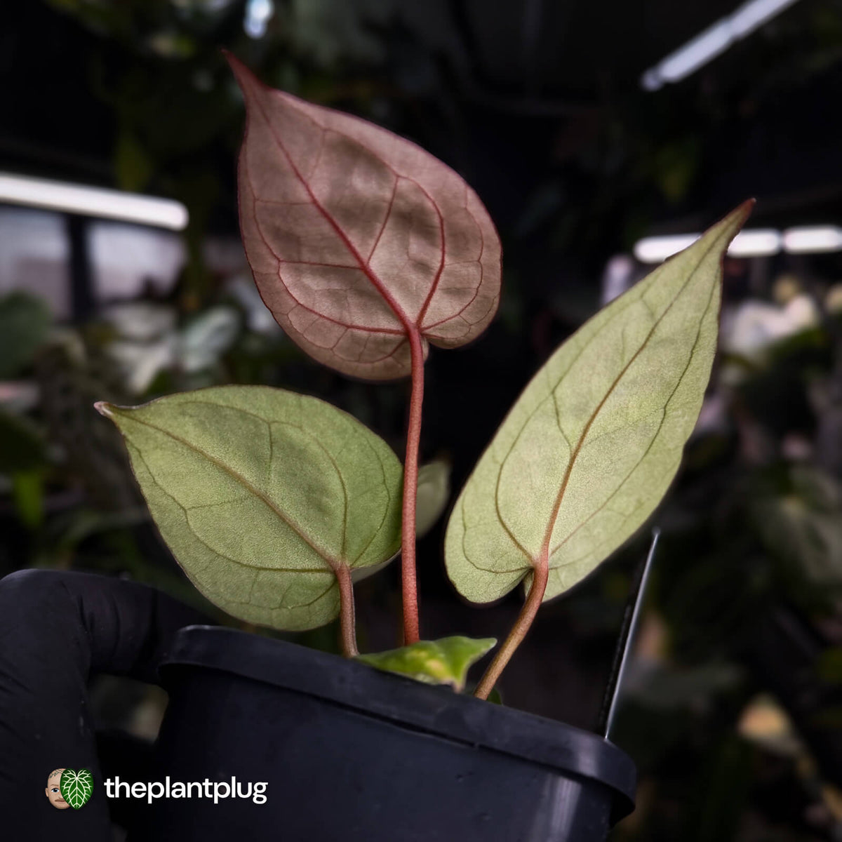 Anthurium ('SKG Silver' x 'Red Crystal') x 'Michelle' f2