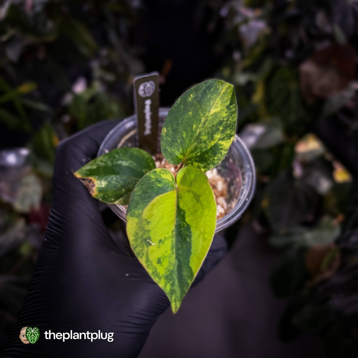 Anthurium 'Fruchoc' • variegated mother plant clone