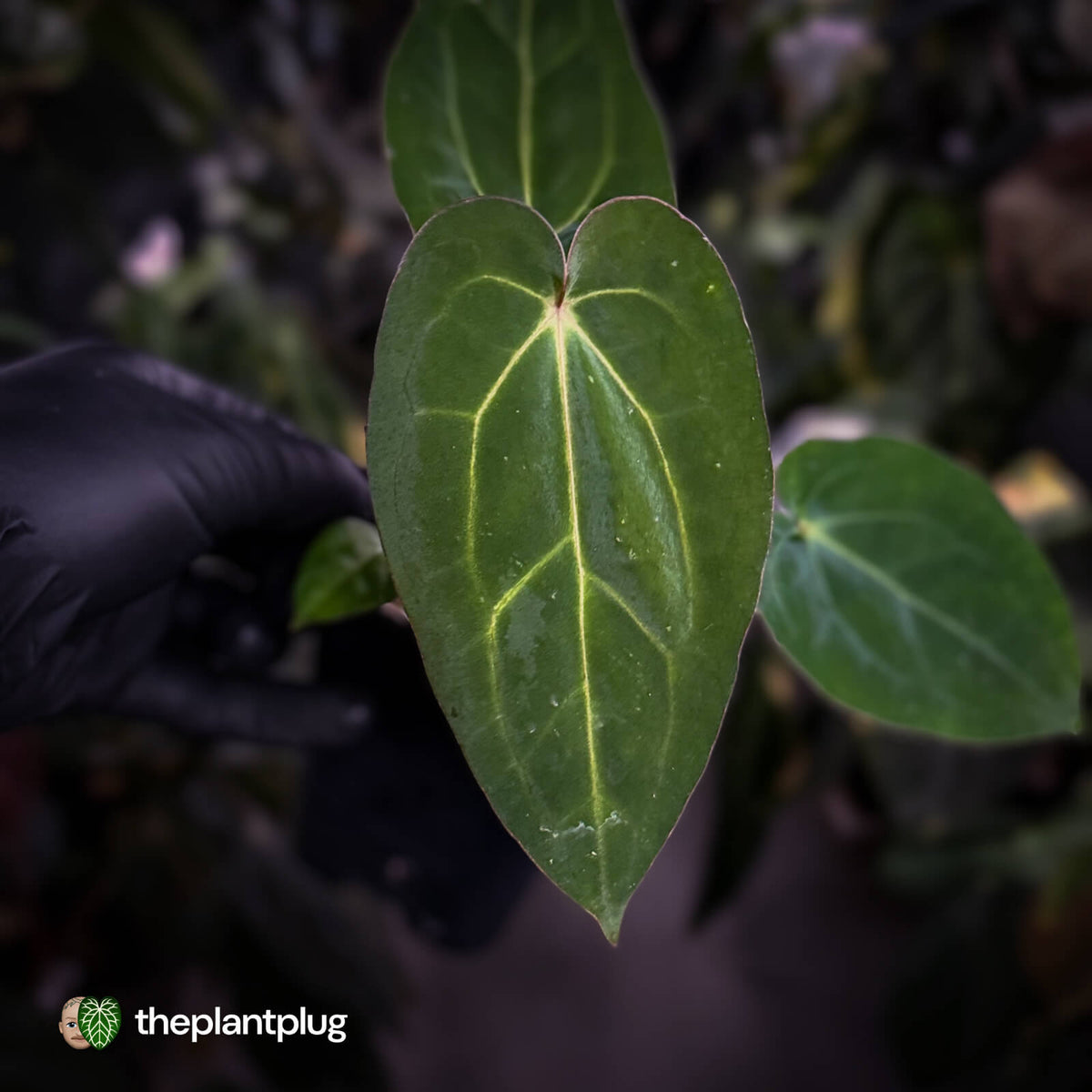 Anthurium carlablackiae x 'Wuhoo's First Night'