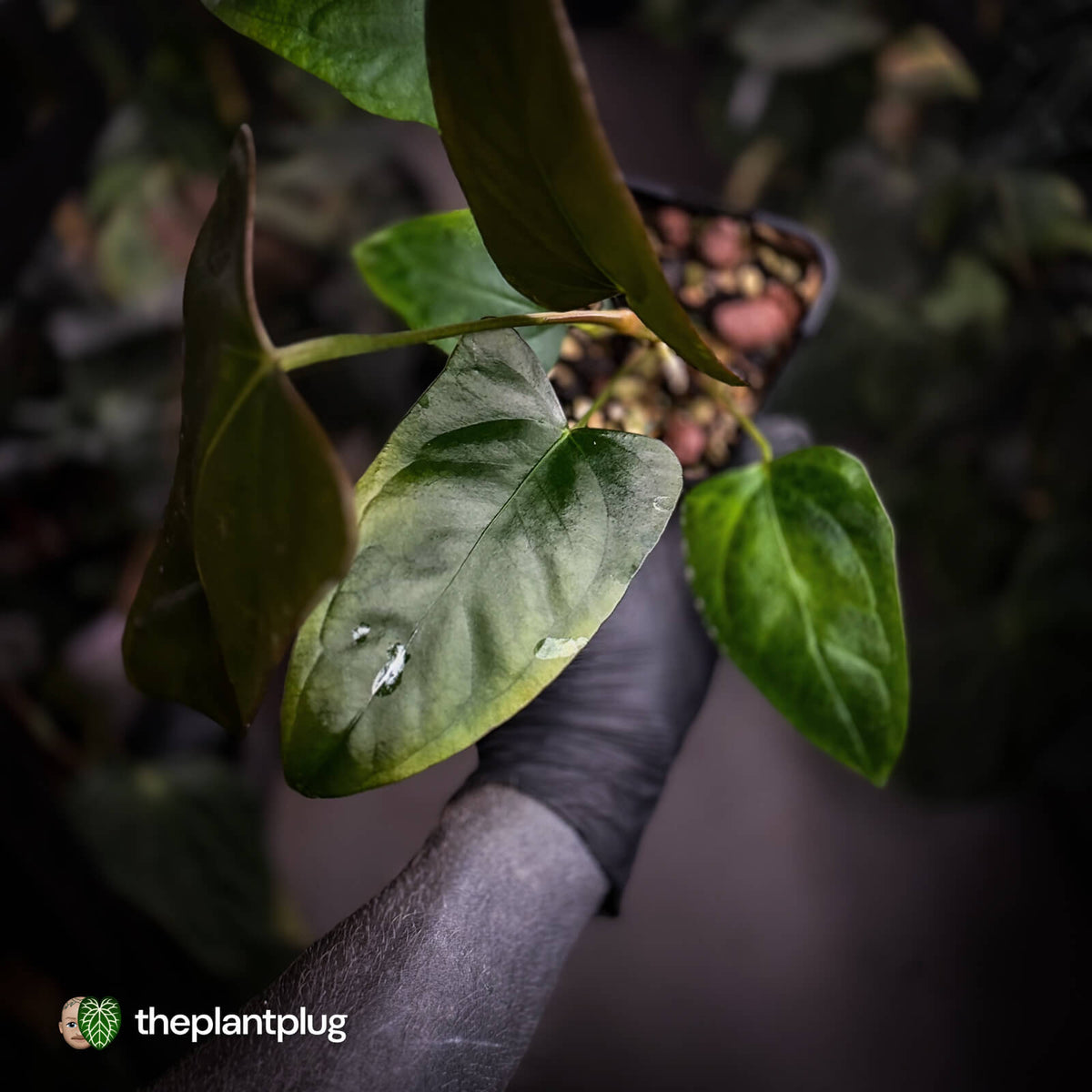 Anthurium sp. 'Trilobe' x dressleri