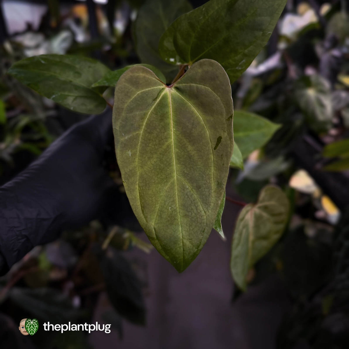 Anthurium ('Blackx' x 'Hoffx') x ('Black' x) • flat sinus + pink veins