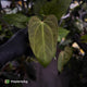 Anthurium ('Blackx' x 'Hoffx') x ('Black' x) • flat sinus + pink veins
