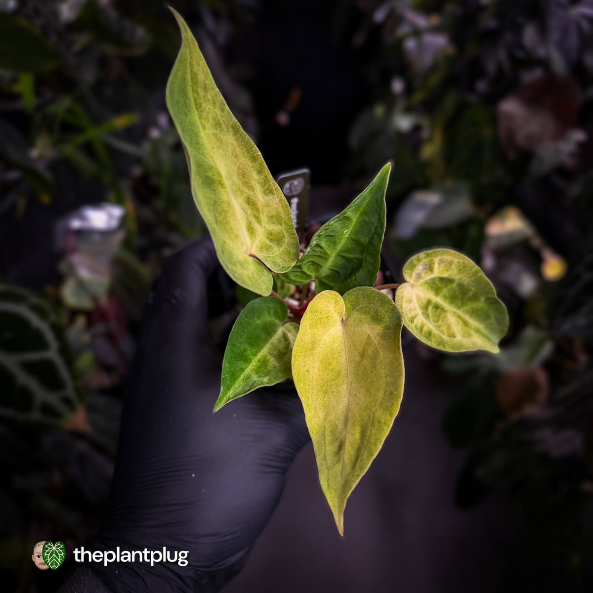 Anthurium 'Dropbear' x 'Jayda' • variegated