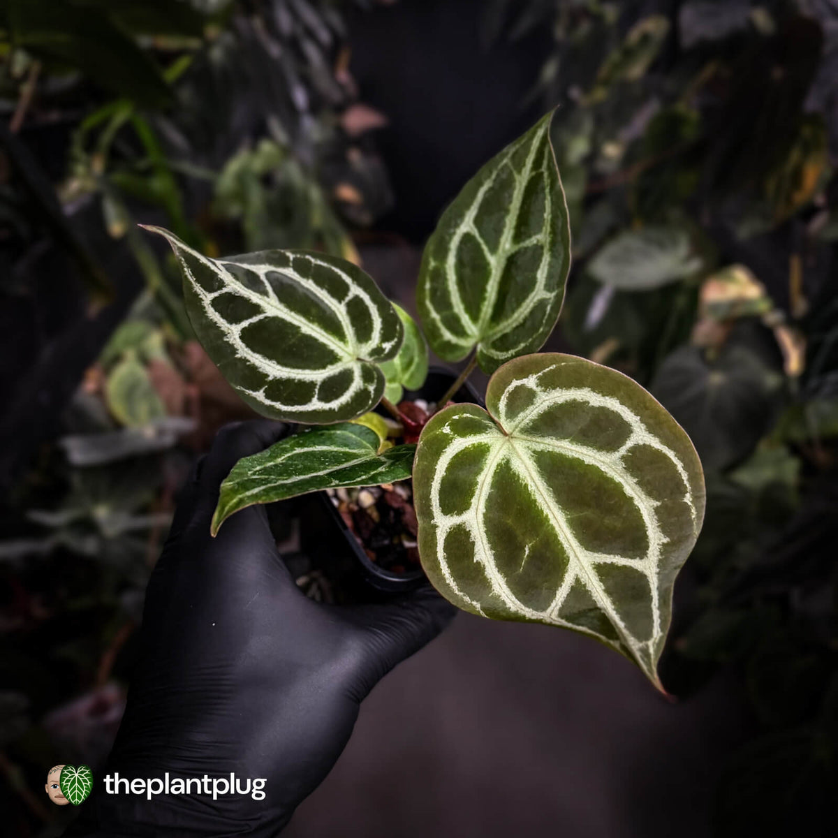 Anthurium 'Heinz' x 'Red Crystal'