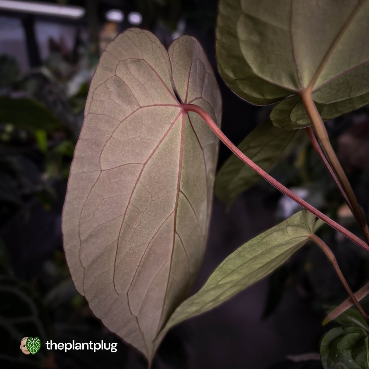 Anthurium 'Dropbear' x 'Jayda'