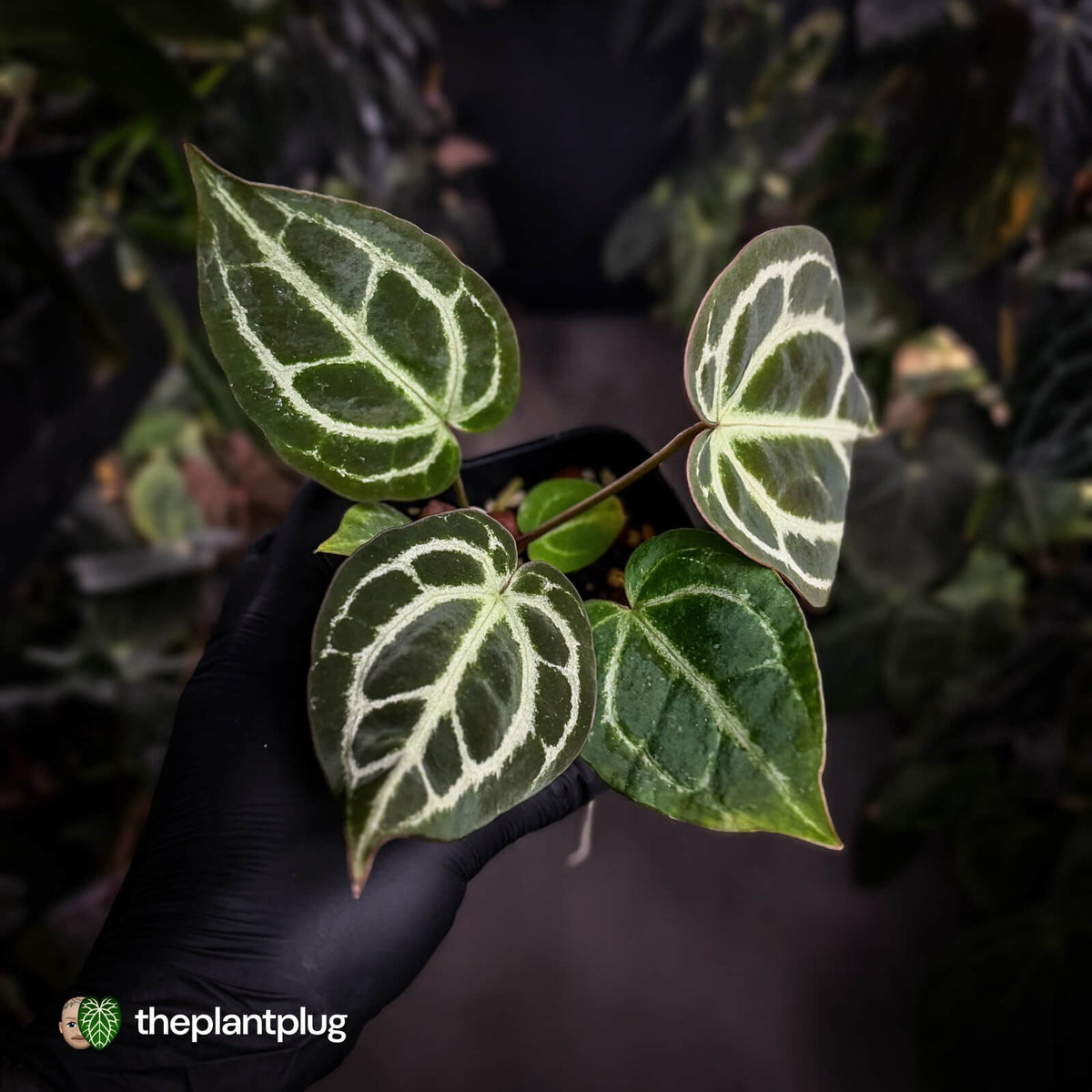 Anthurium 'Heinz' x 'Red Crystal'