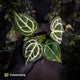 Anthurium 'Heinz' x 'Red Crystal'
