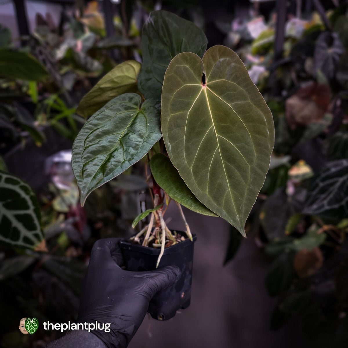 Anthurium 'Dropbear' x 'Jayda'