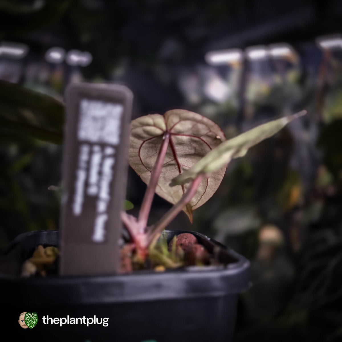 Anthurium 'Red Crystal' (ex. Tezula) x 'Michelle' f2 • PURPLE EMERGENTS + VEINS
