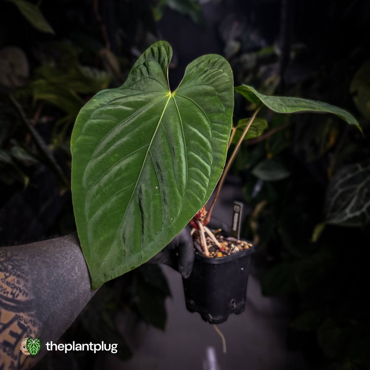 Anthurium ('Midnight Velvet' x pap 'LB') x kunayalense 'TPP1'