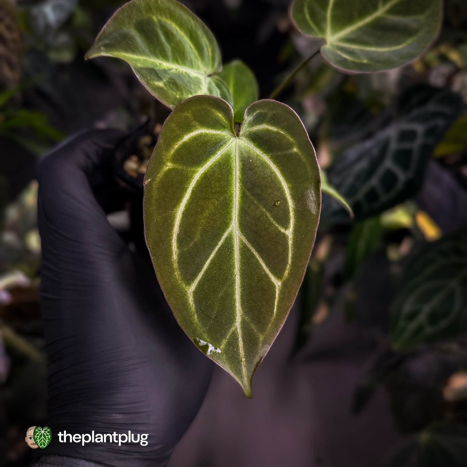 Anthurium [('Zara' x 'Michelle') x carlablackiae] x 'Black Widow