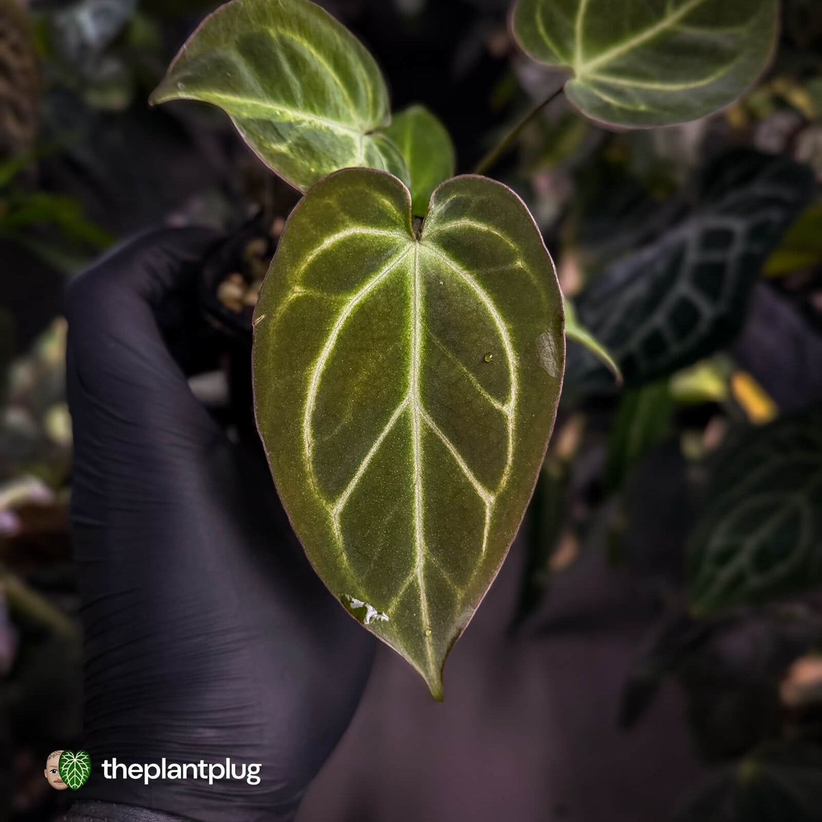 Anthurium [('Zara' x 'Michelle') x carlablackiae] x 'Black Widow'