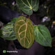 Anthurium carlablackiae x 'Wuhoo's First Night'