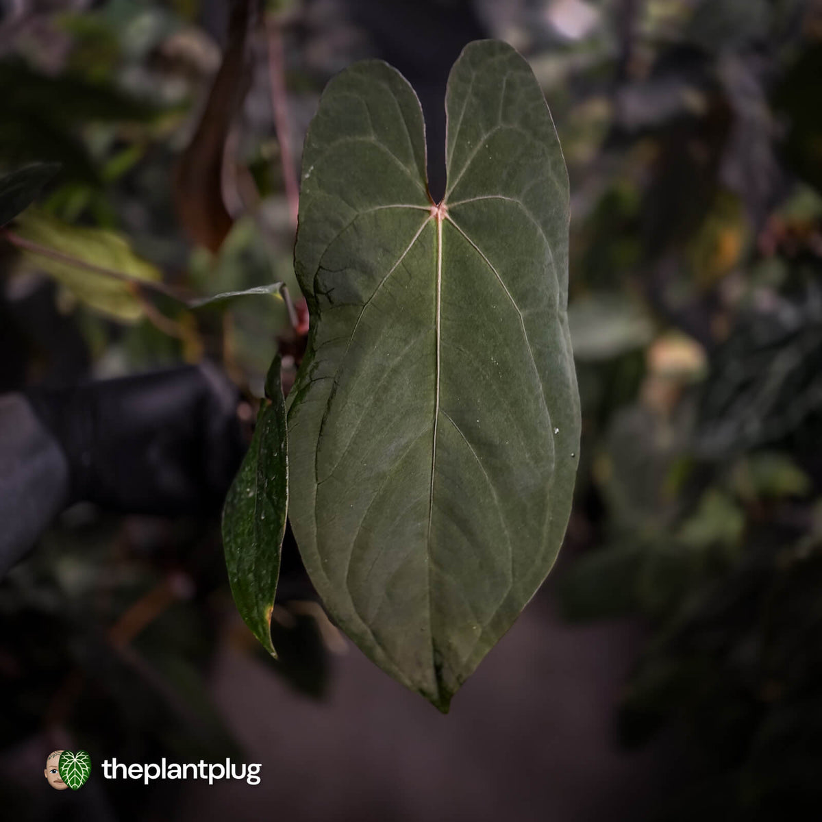 Anthurium #BlackParade • holdback