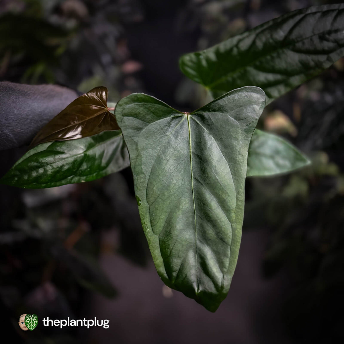 Anthurium sp. 'Trilobe' x dressleri