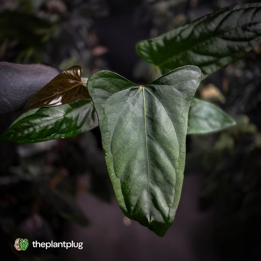 Anthurium sp. 'Trilobe' x dressleri