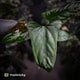 Anthurium sp. 'Trilobe' x dressleri