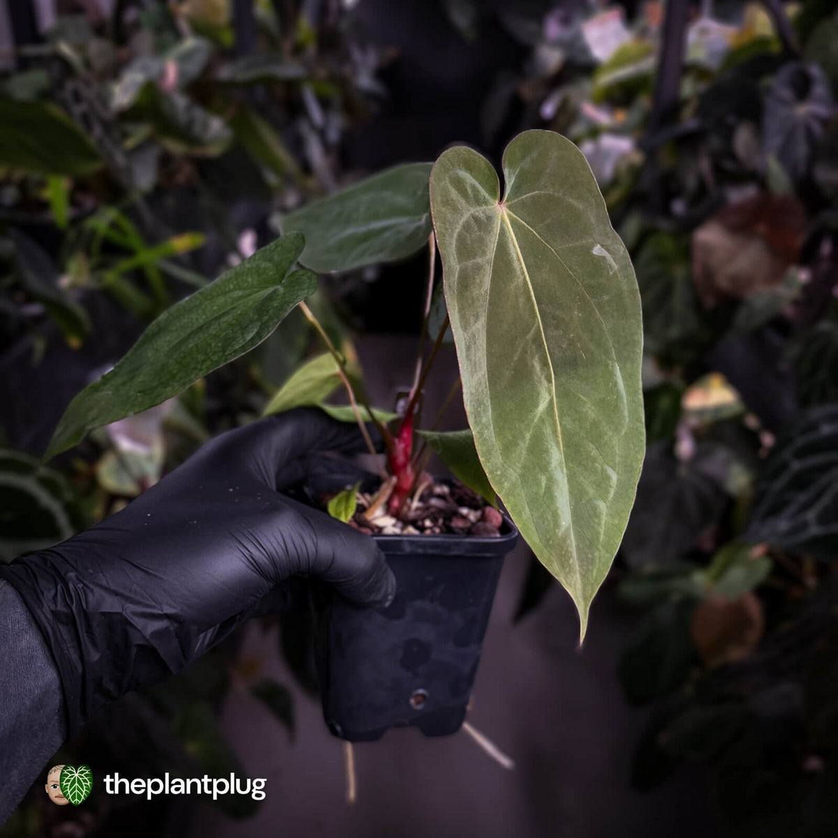 Anthurium antolakii ('Round' x 'RA1') x 'Jayda'
