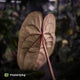 Anthurium [(carla x dress) x pap 'RL' s1] '2' x [pap 'FS' x antolakii] • select
