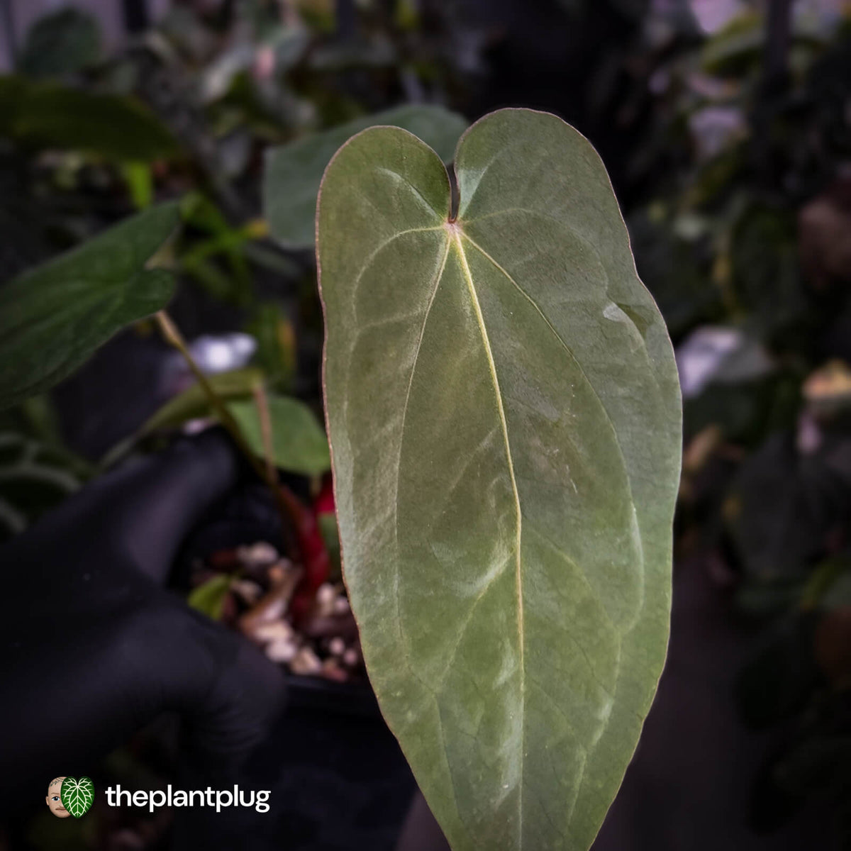 Anthurium antolakii ('Round' x 'RA1') x 'Jayda'