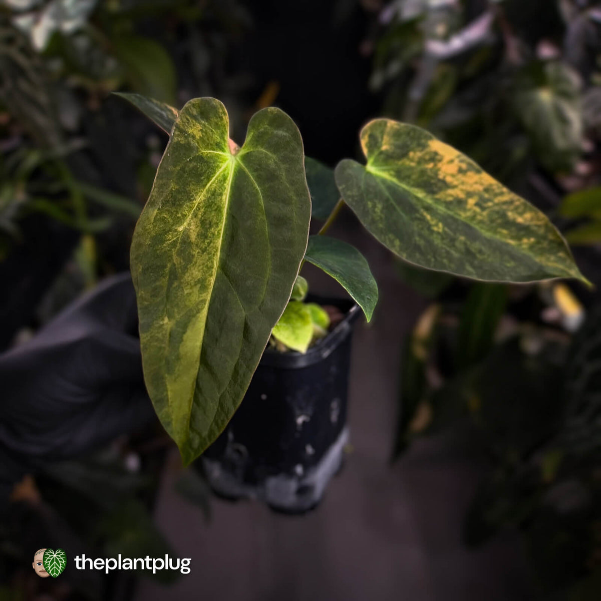 Anthurium (forgetii x pap) x (pap x besseae aff) • orange variegated