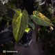 Anthurium (forgetii x pap) x (pap x besseae aff) • orange variegated
