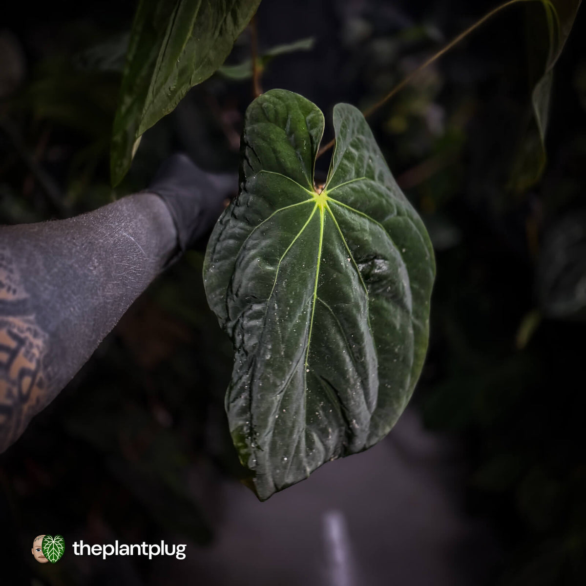 Anthurium (pap x dress, ex. JS) x antolakii ('Round' x 'RA1') • XXL plant