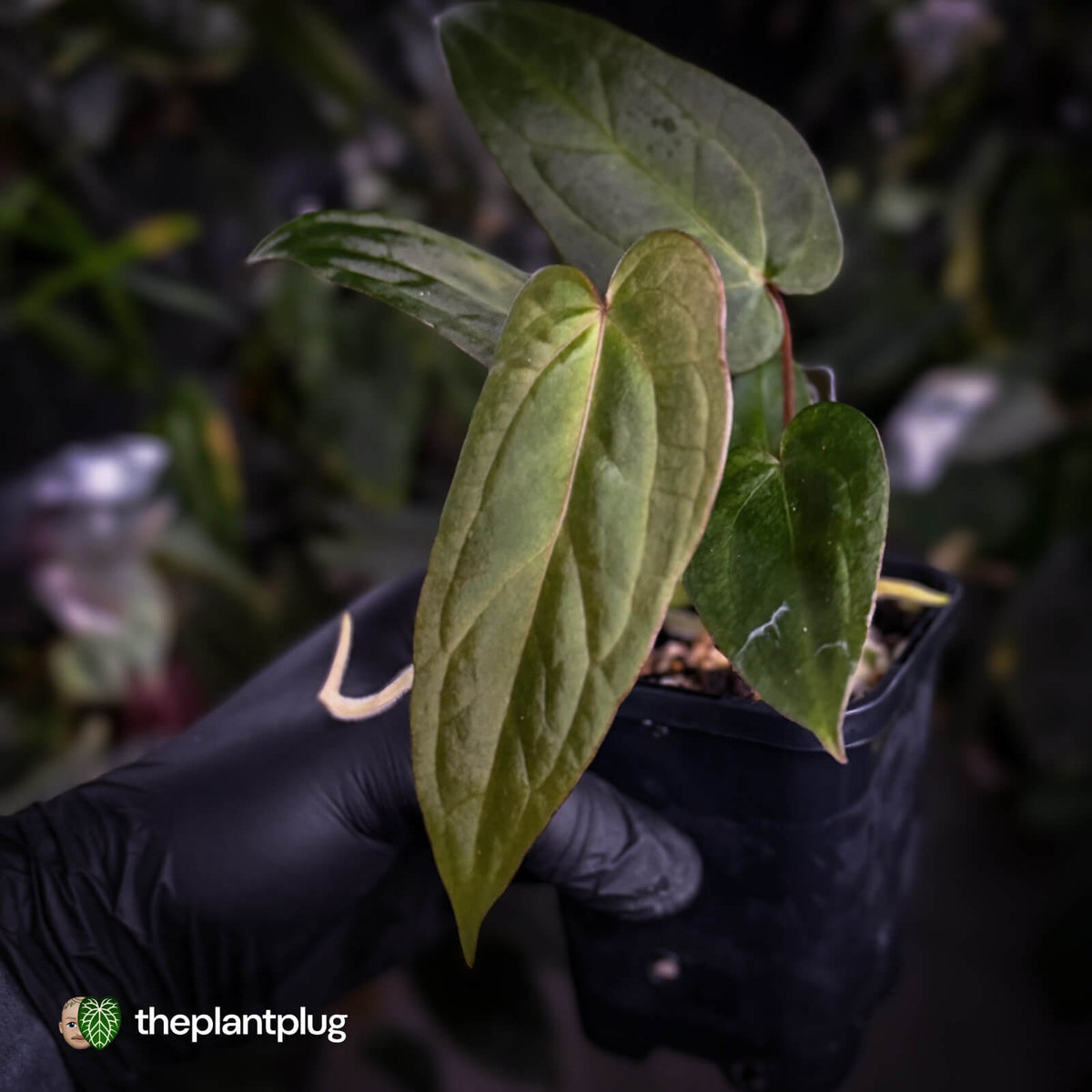 Anthurium #BlackCherry 'Red' x 'Jayda'