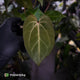Anthurium ('Blackx' x 'Hoffx') x ('Black' x) • flat sinus + pink veins