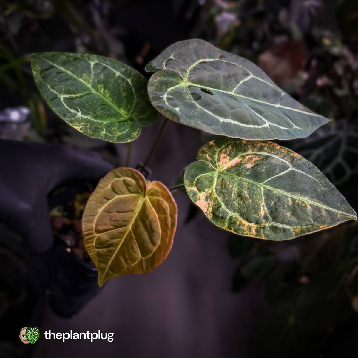 Anthurium forgetii hybrid x ('SKG Silver' x 'Red Crystal')