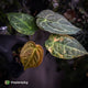 Anthurium forgetii hybrid x ('SKG Silver' x 'Red Crystal')