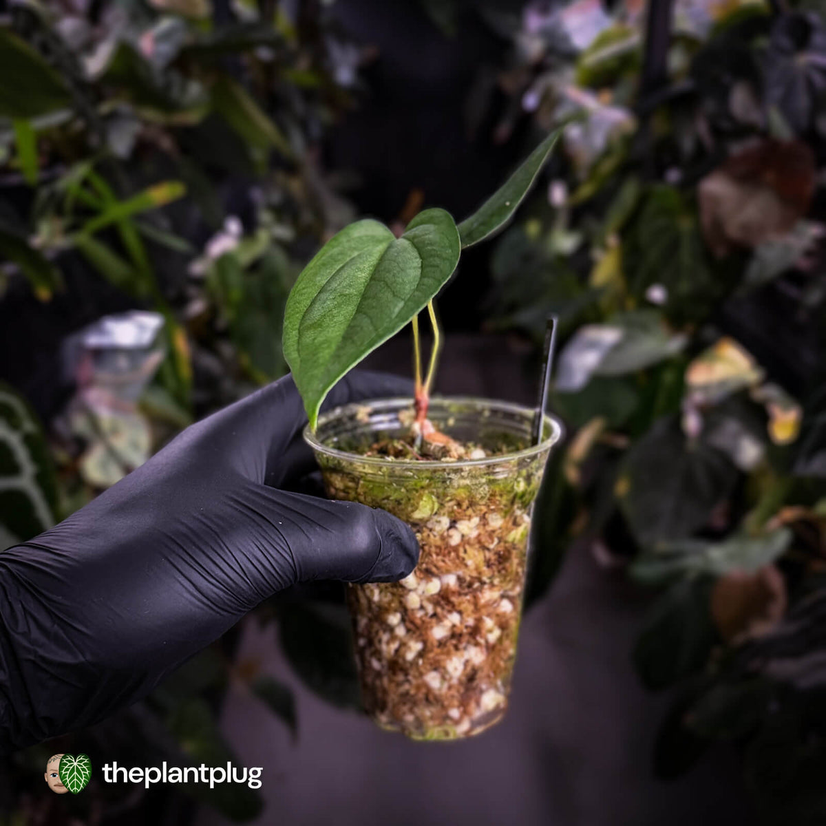 Anthurium papillilaminum 'RA6' x antolakii ('Round' x 'RA1') • flat sinus mutation