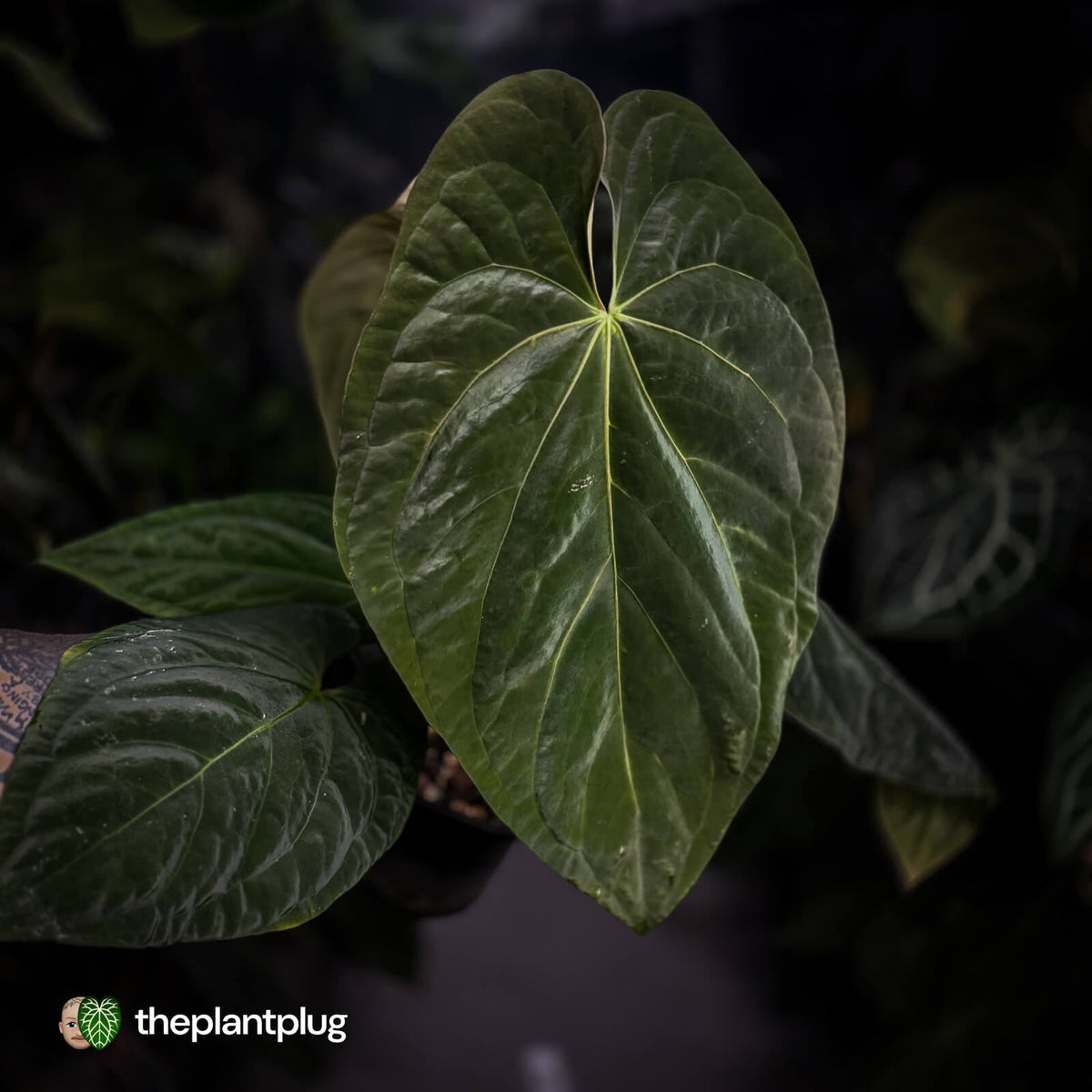Anthurium (pap x dress, ex. JS) x antolakii ('Round' x 'RA1') • XXL plant