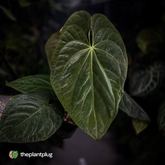 Anthurium (pap x dress, ex. JS) x antolakii ('Round' x 'RA1') • XXL plant