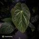 Anthurium (pap x dress, ex. JS) x antolakii ('Round' x 'RA1') • XXL plant