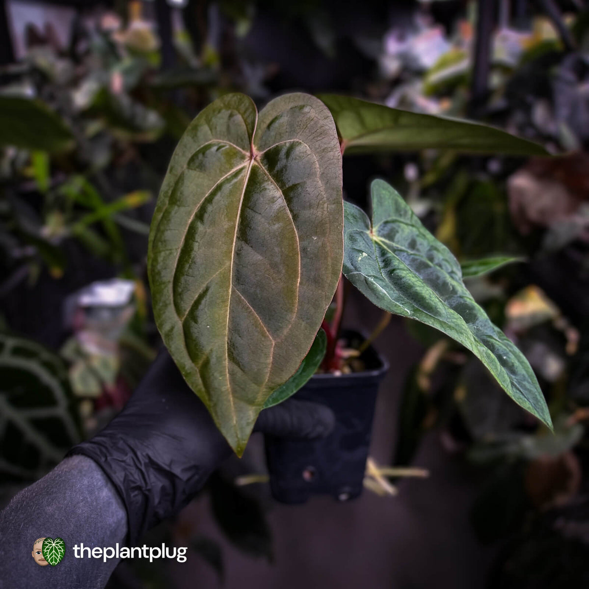 Anthurium carlablackiae ('OG5' x 'RA4') x 'RVDP'