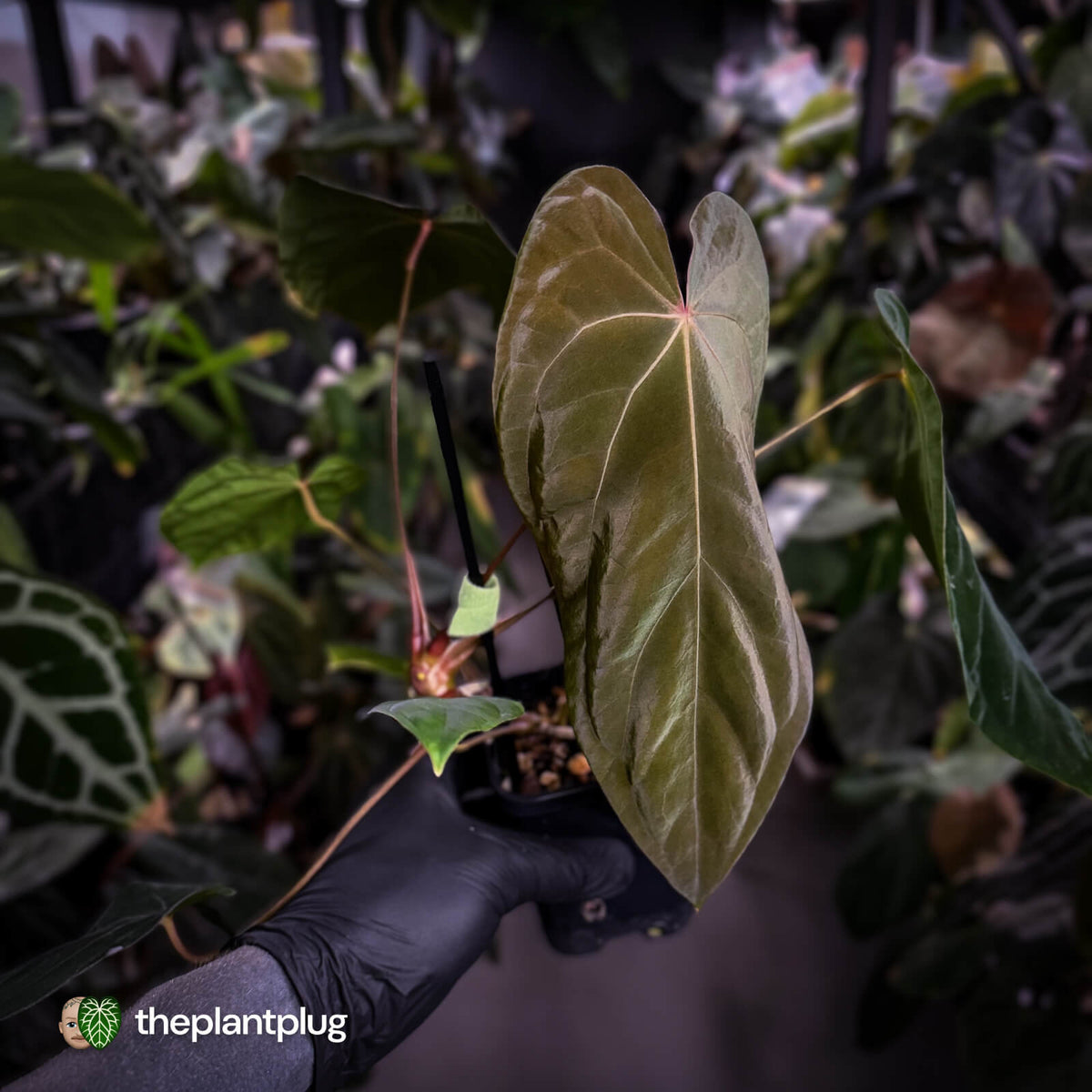 Anthurium antolakii ('Round' x 'RA1') x 'Midnight Velvet'