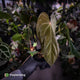 Anthurium antolakii ('Round' x 'RA1') x 'Midnight Velvet'
