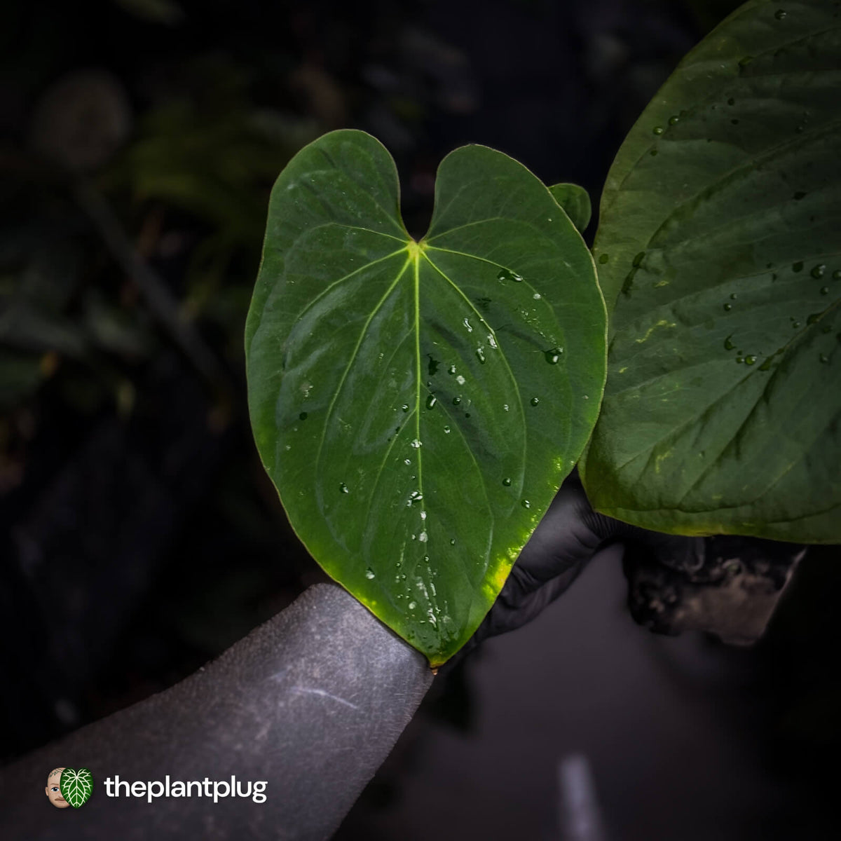 Anthurium kunayalense 'TPP1' x antolakii ('Round' x 'RA1') • holdback